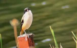 Скачать видео: 🐦伯劳的歌声你听过吗？快来听听吧！