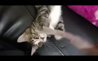 收养一个月的猫咪短视频