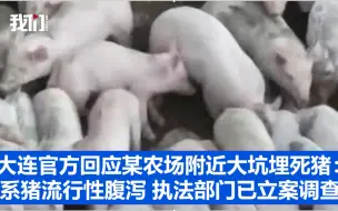 Download Video: 大连官方回应某农场附近大坑埋死猪：系猪流行性腹泻 执法部门已立案调查