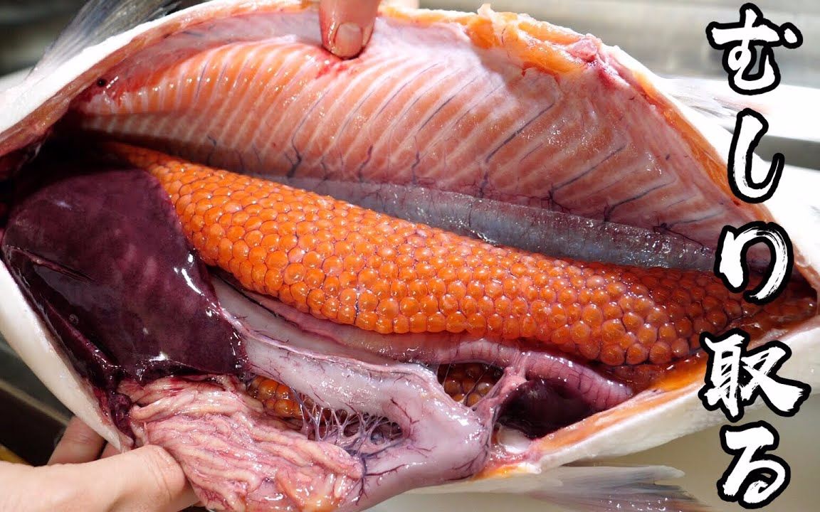 【一鱼三味】从鲑鱼中取出鲑鱼籽,鲑鱼的肚子里充满鲑鱼籽,看得我肚子