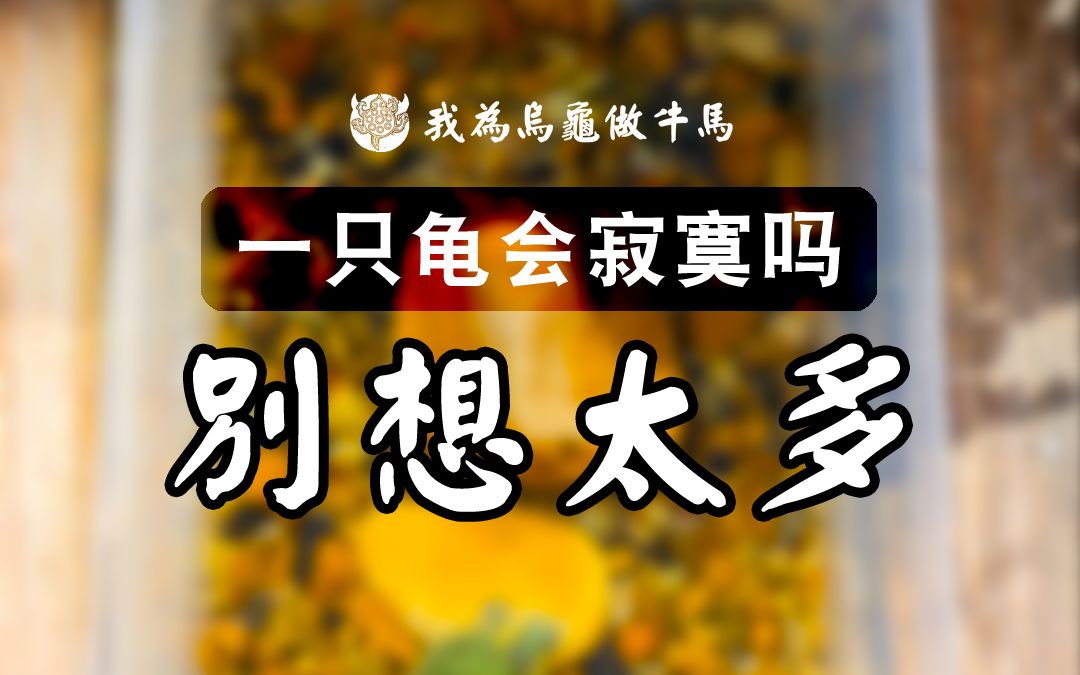 一只龟会寂寞吗?养几只才合适?哔哩哔哩bilibili