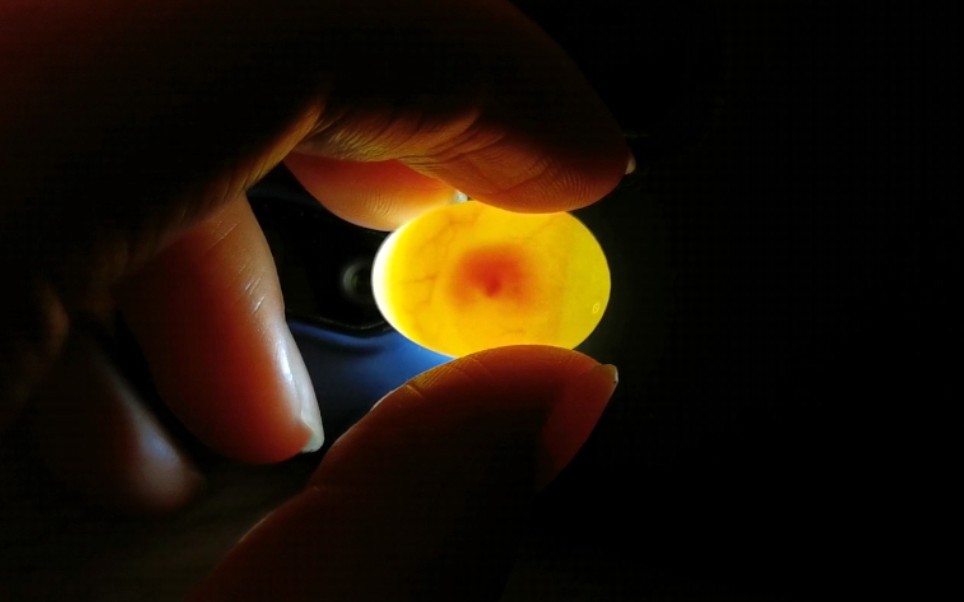 文鸟蛋孵化过程照蛋图图片