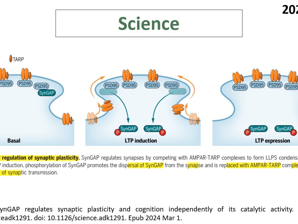 Science—突触可塑性研究重磅:科学家揭示SynGAP调控LTP和认知功能的分子机制哔哩哔哩bilibili