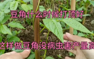 Descargar video: 给豆角打顶，很多人都做错了，这样做豆角没病虫害产量高