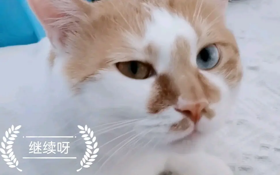猫大人的全身护理 哔哩哔哩 Bilibili 猫大人的全身护理 哔哩哔哩 Bilibili