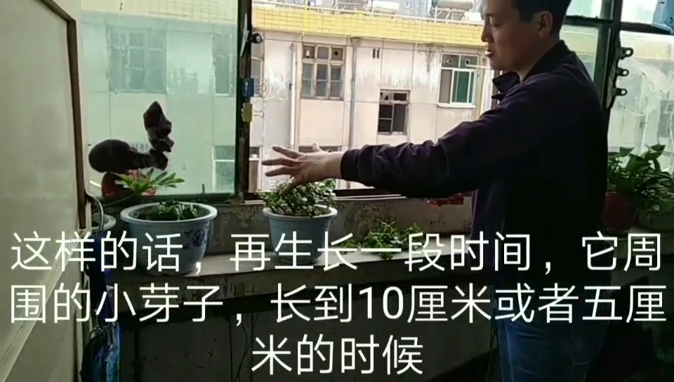 “多肉”植物“金枝玉叶”整形“修剪”技术哔哩哔哩bilibili