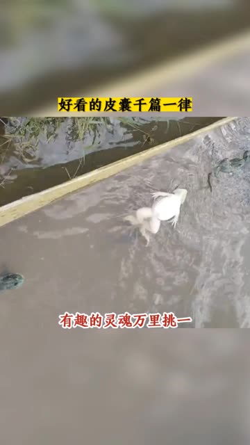 搞笑 #娱乐 #会仰泳的青蛙