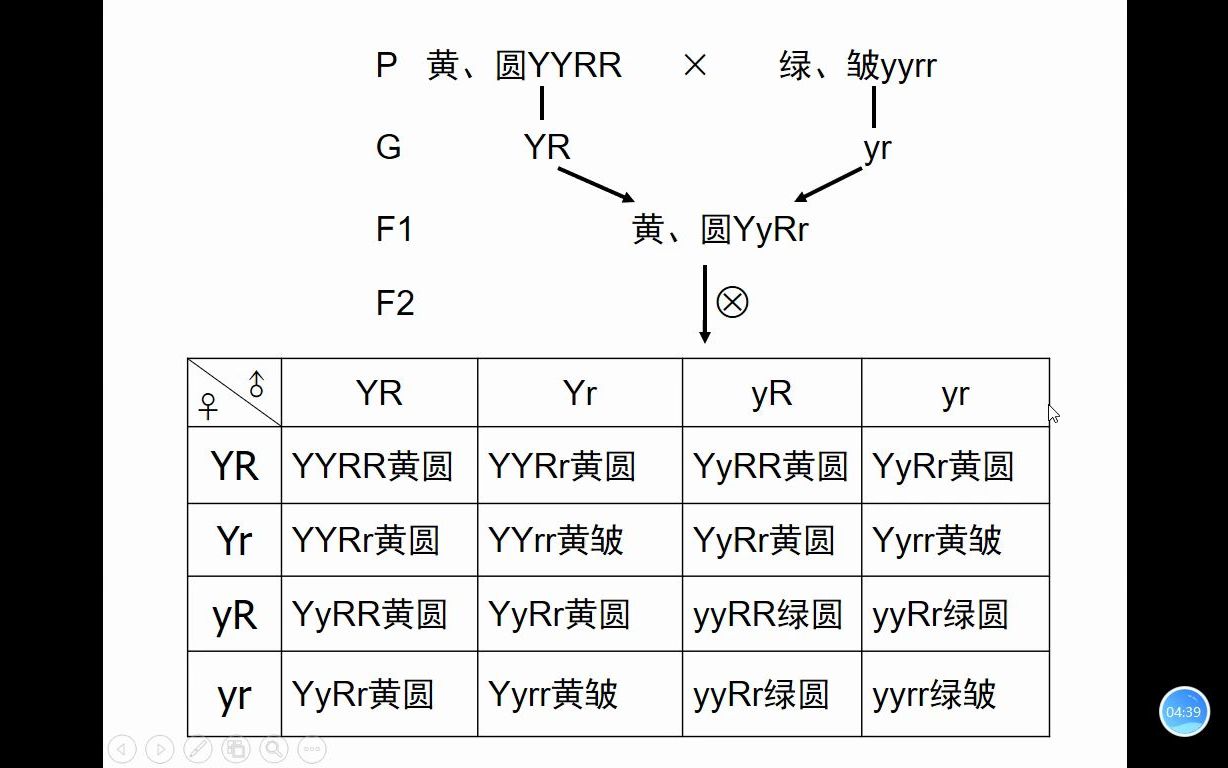 3.2孟德尔定律:自由组合定律