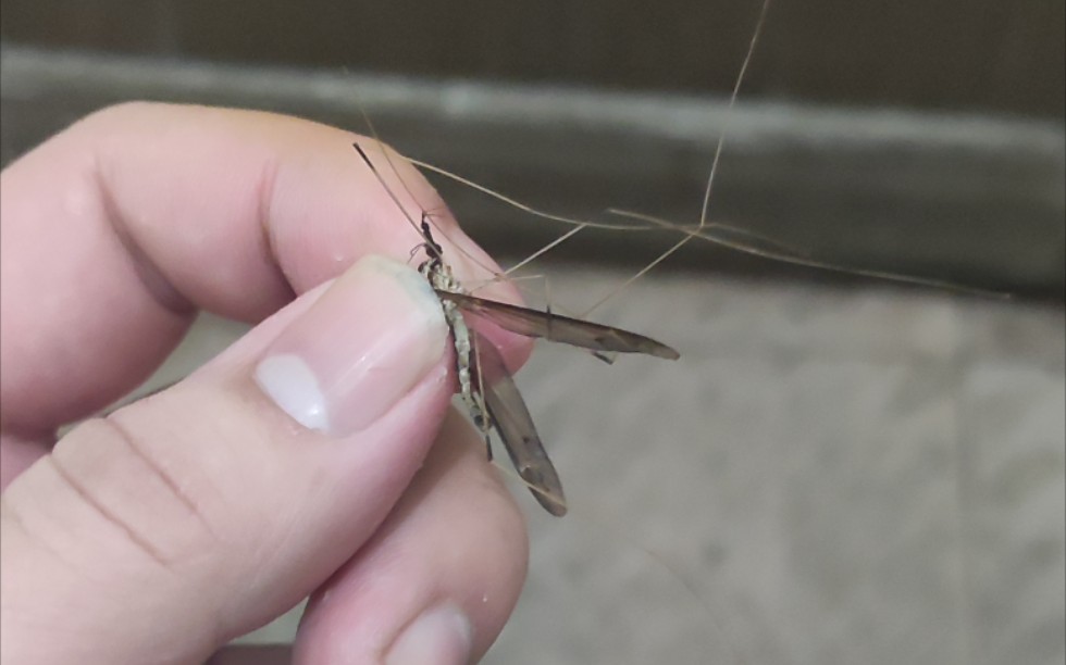 给大伙儿看看广东的蚊子