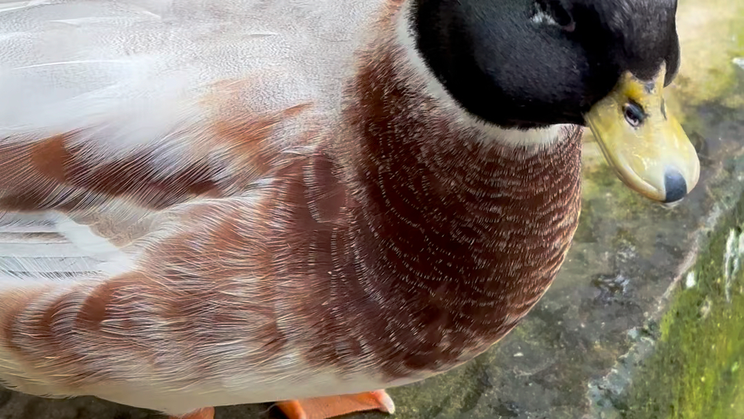 传说中的公鸭嗓哈哈哈