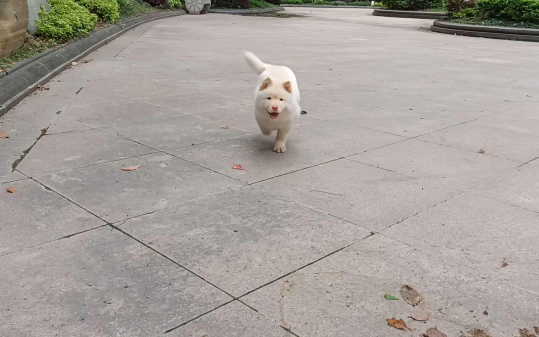 狗子狂奔向你 ,土松毛球跑起来也是挺好玩的,很听话,小区里不乱跑,一叫就回来也不用怎么训练哔哩哔哩bilibili