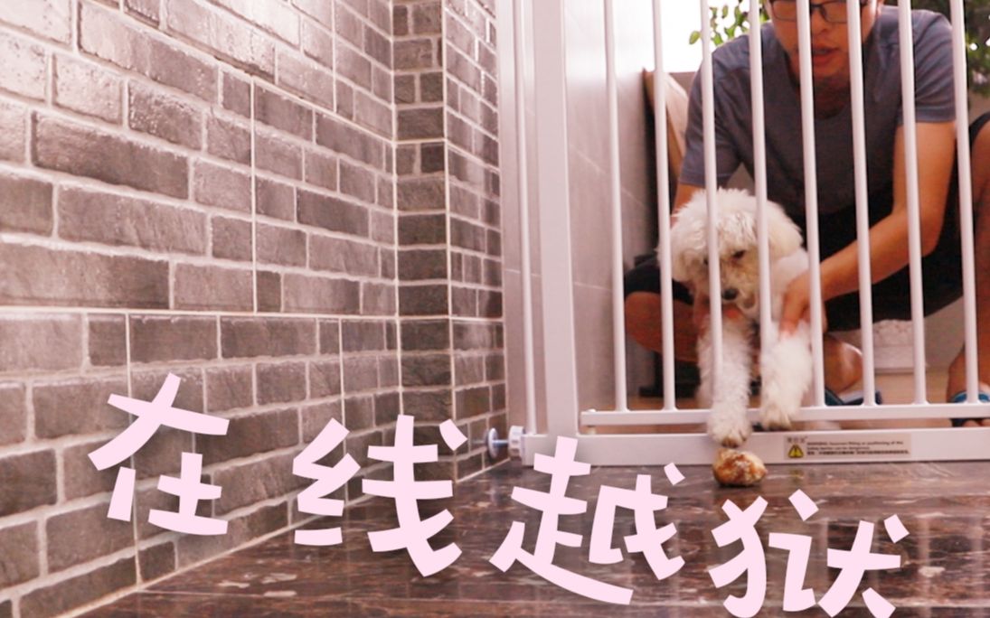 笨狗狗遇到奇葩主人在线教狗狗越狱狗狗的内心是抗拒的