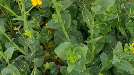 [图]春天在家摘菜的声音 还蛮减压的，建议声音调到最大