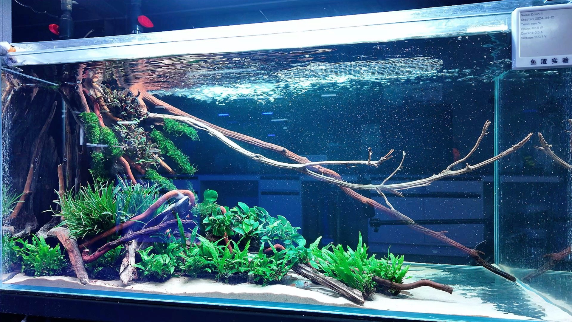 雷龙鱼在水草造景缸中的快乐生活