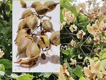 你分得清中国梧桐泡桐和法国梧桐吗?