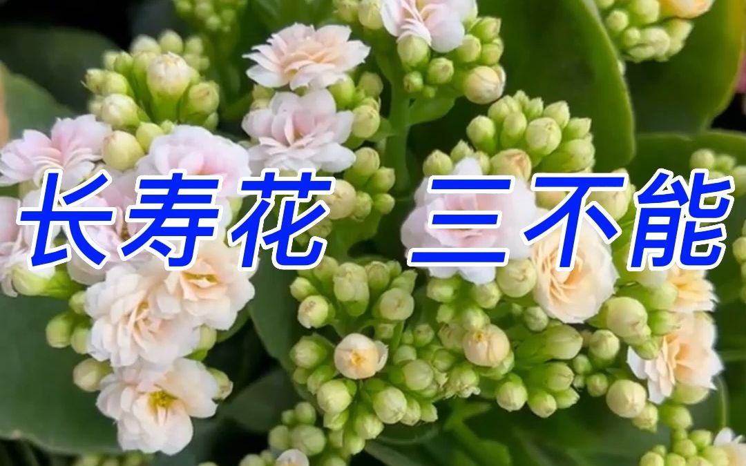 养殖长寿花三不能哔哩哔哩bilibili