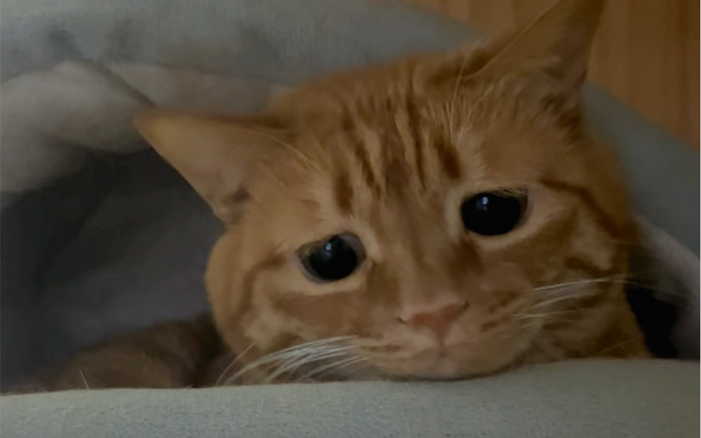 听说长得委屈的小猫咪是弱智