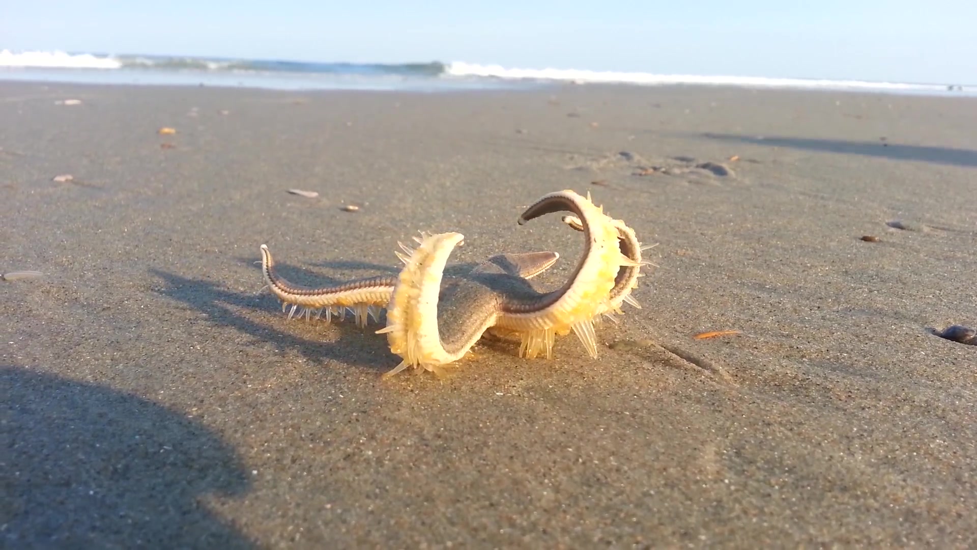 【海星】原來海星這種動物是這樣走路,這麼多小觸腳同時配合,厲害了