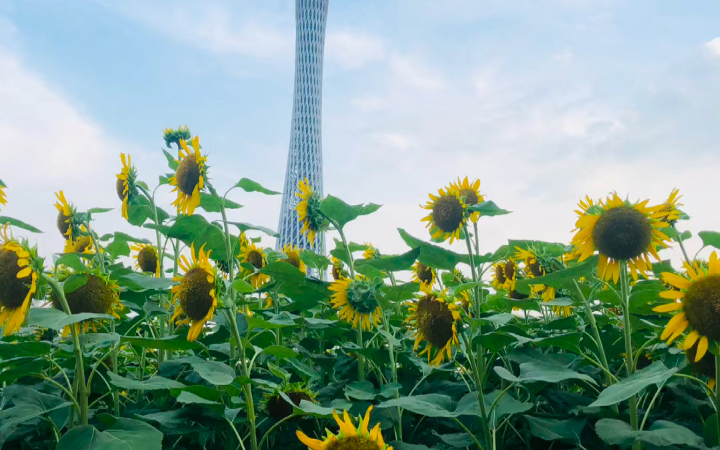 夏日广州塔下的向日葵哔哩哔哩bilibili