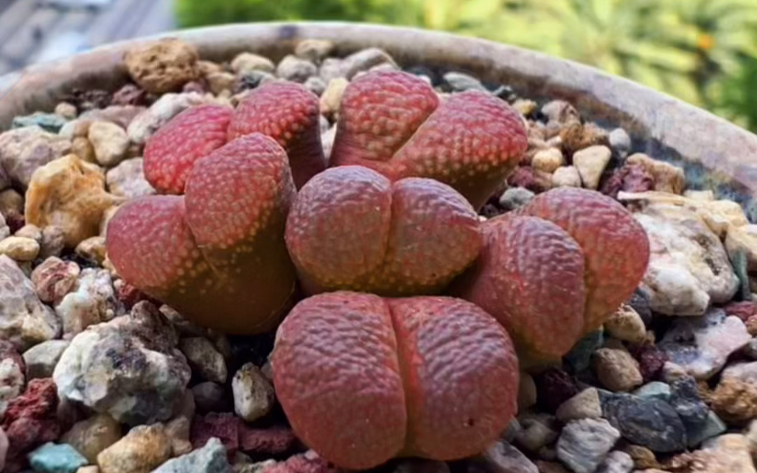 下午时光,欣赏一颗红风铃吧#初夏的味道 #多肉要怎么养才能养好 #多肉