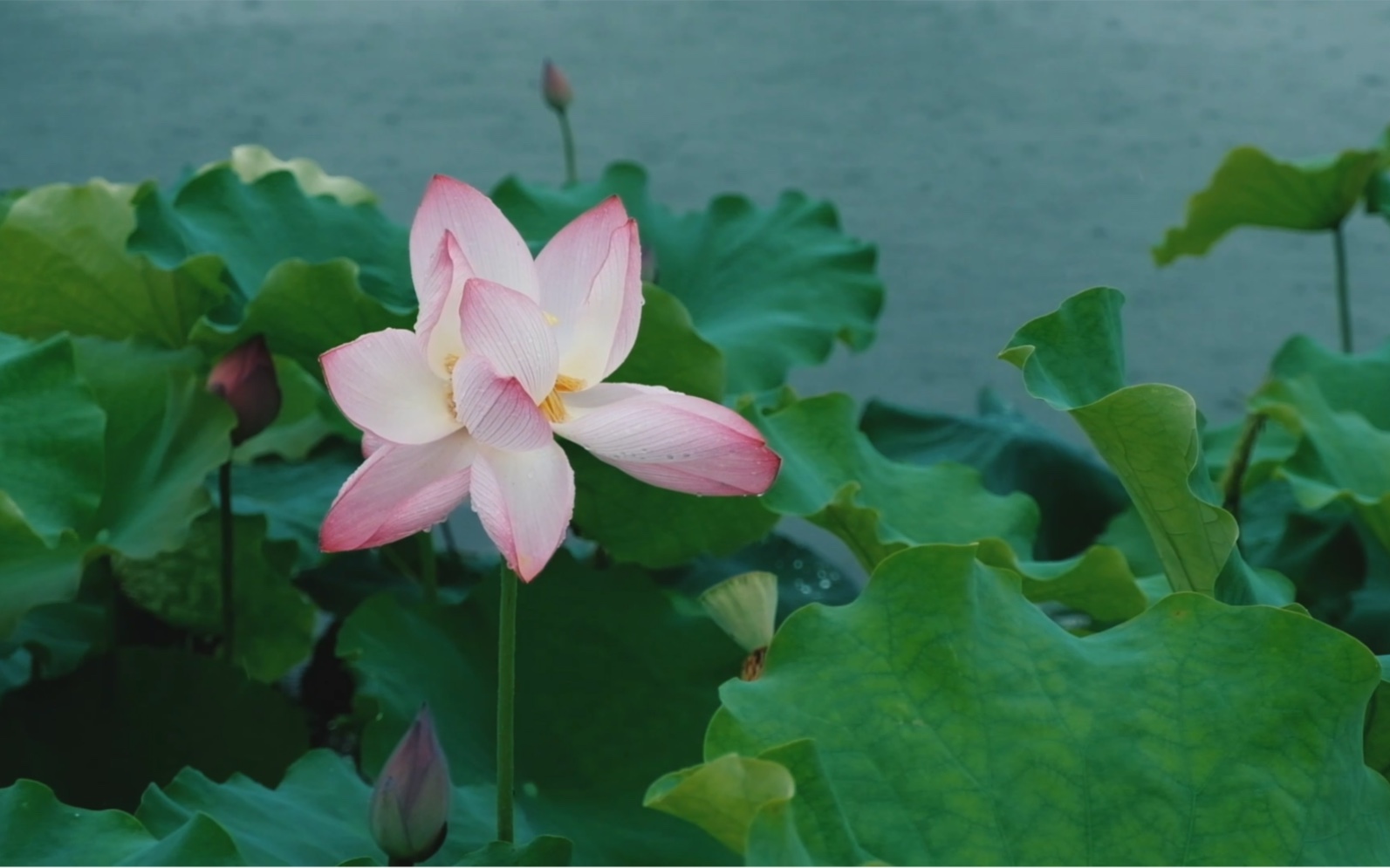 [图]杭州湘湖荷花｜一一风荷举