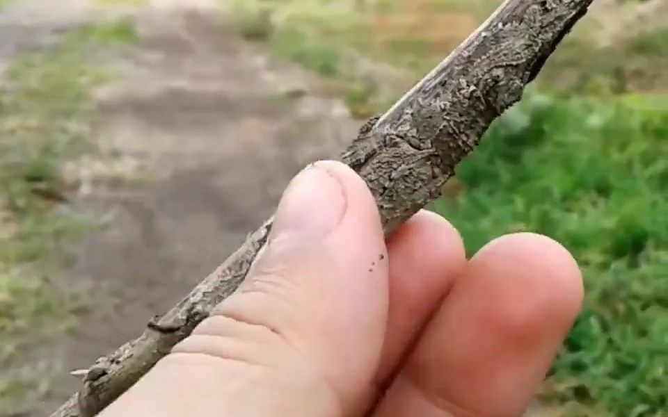 一个拟态竹节虫,伪装能力非常好,此外,它们还可以模仿茎和叶的运动