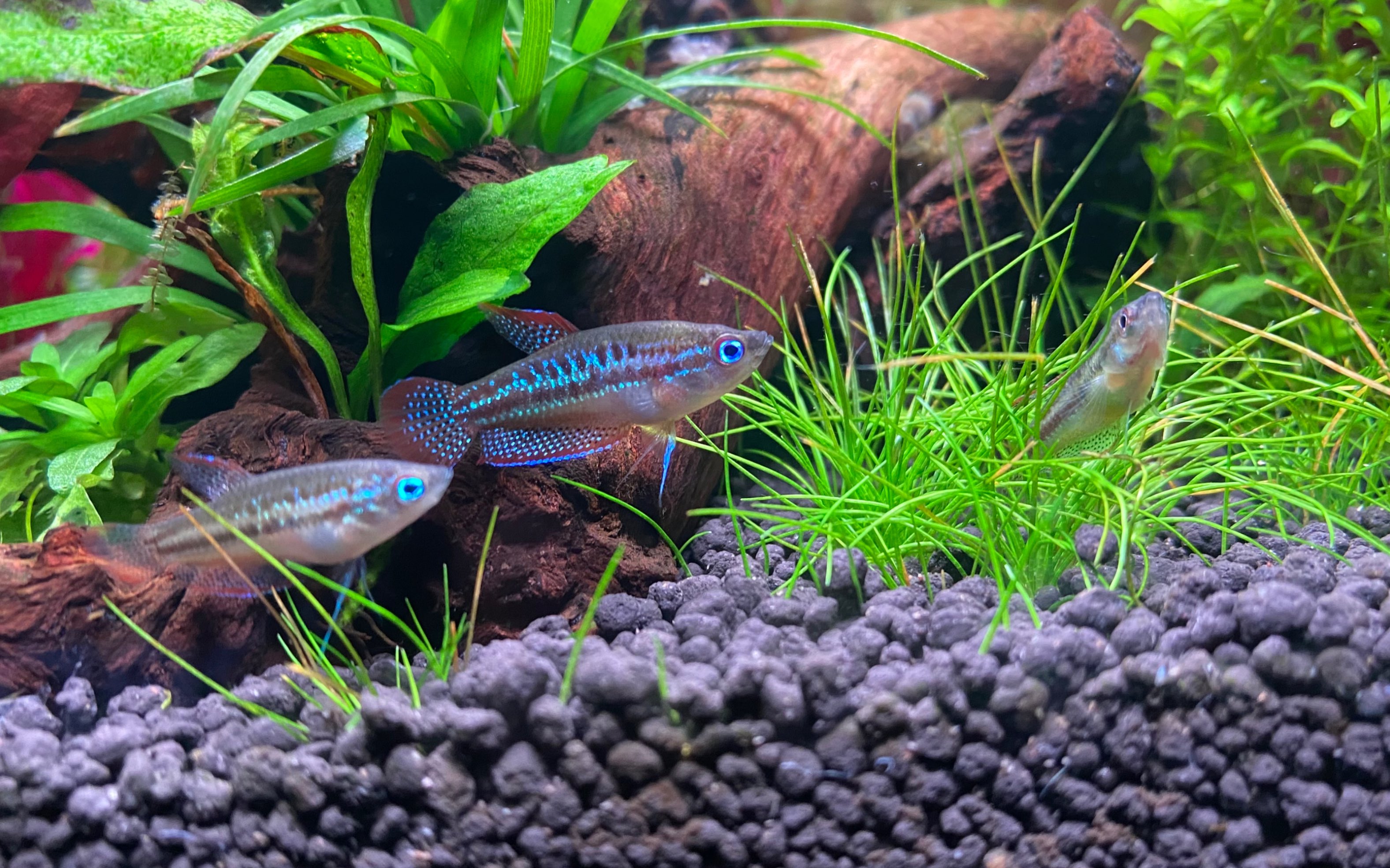 会发声的鱼-小扣扣鱼