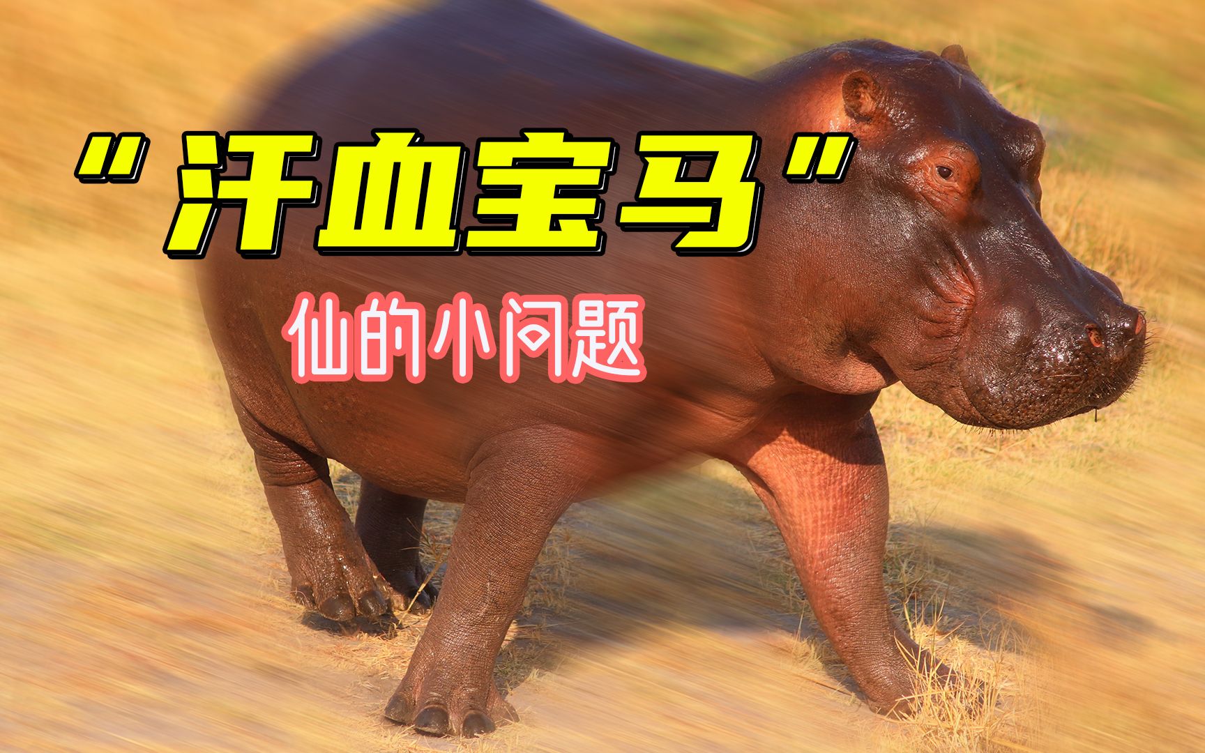 汗,暴汗,瀑布汗,河马汗【仙识18】