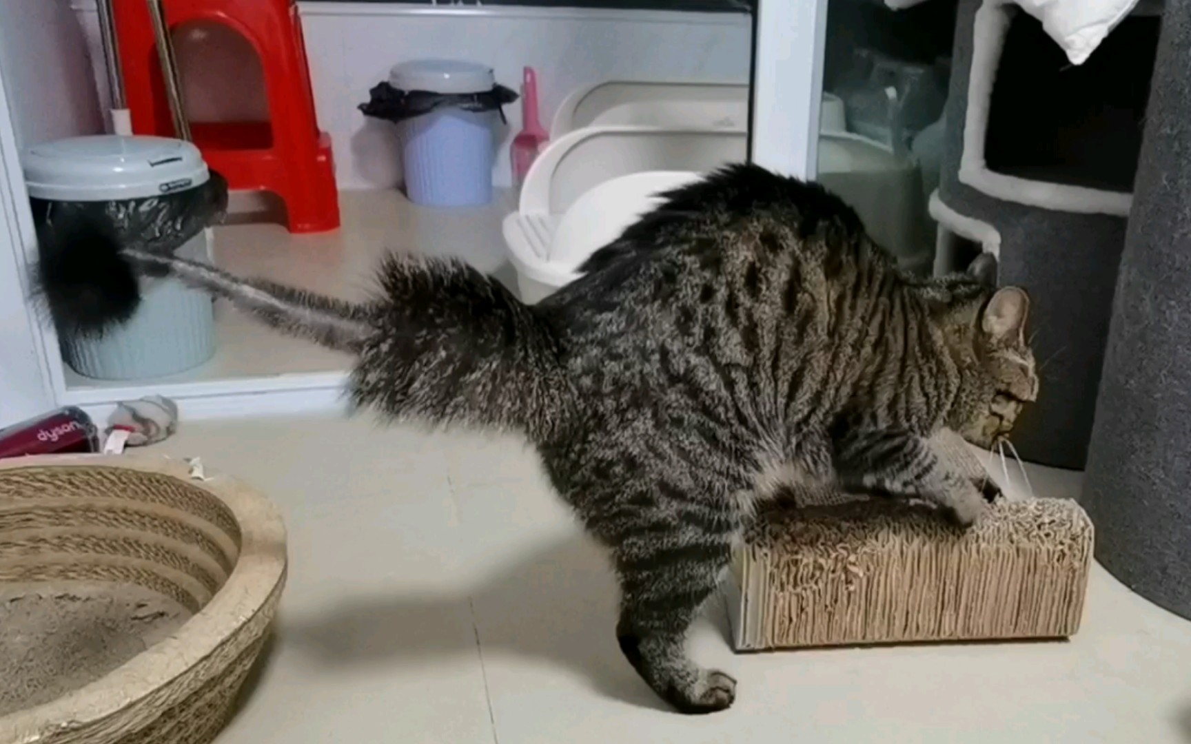 狸花猫尾巴毛剩一半,炸毛莫名好笑,确实是每根毛都竖起来了_哔哩哔哩