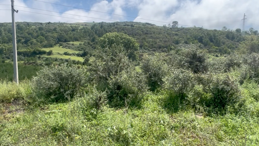 [图]山西吕梁 塞上江南 森林草原 成群牛羊 连山都变成了石头山