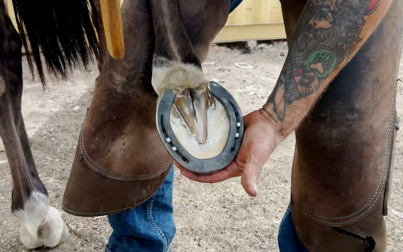 使用这些工具的巧妙修剪马蹄!_哔哩哔哩_bilibili