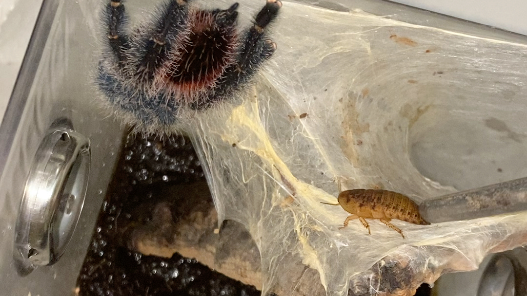 玛瑙斯粉趾捕食