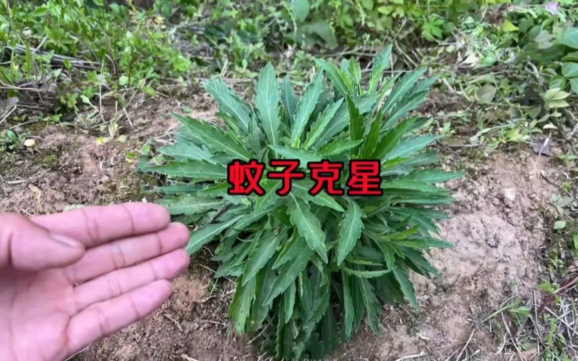 田间不起眼的这种植物,殊不知它是蚊子克星,挖回家蚊子立马逃跑哔哩哔哩bilibili