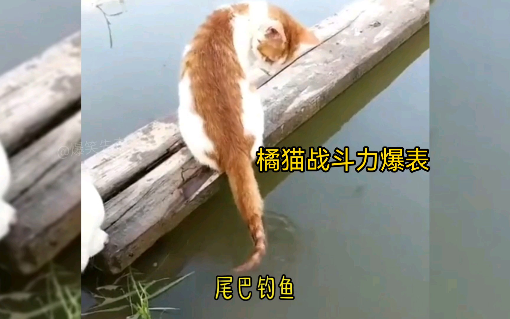 中华田园猫橘猫,海陆空小型动物都在它食谱中,老鼠最香.哔哩哔哩bilibili