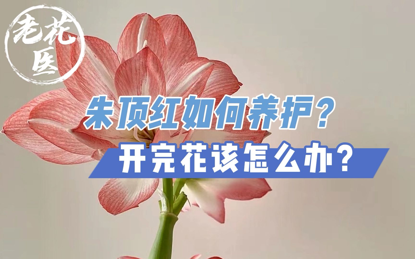 朱顶红怎么养护?开完花应该怎么处理?朱顶红养护分享哔哩哔哩bilibili