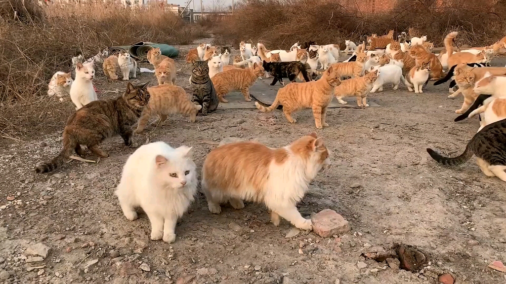 一大群流浪猫压力很大