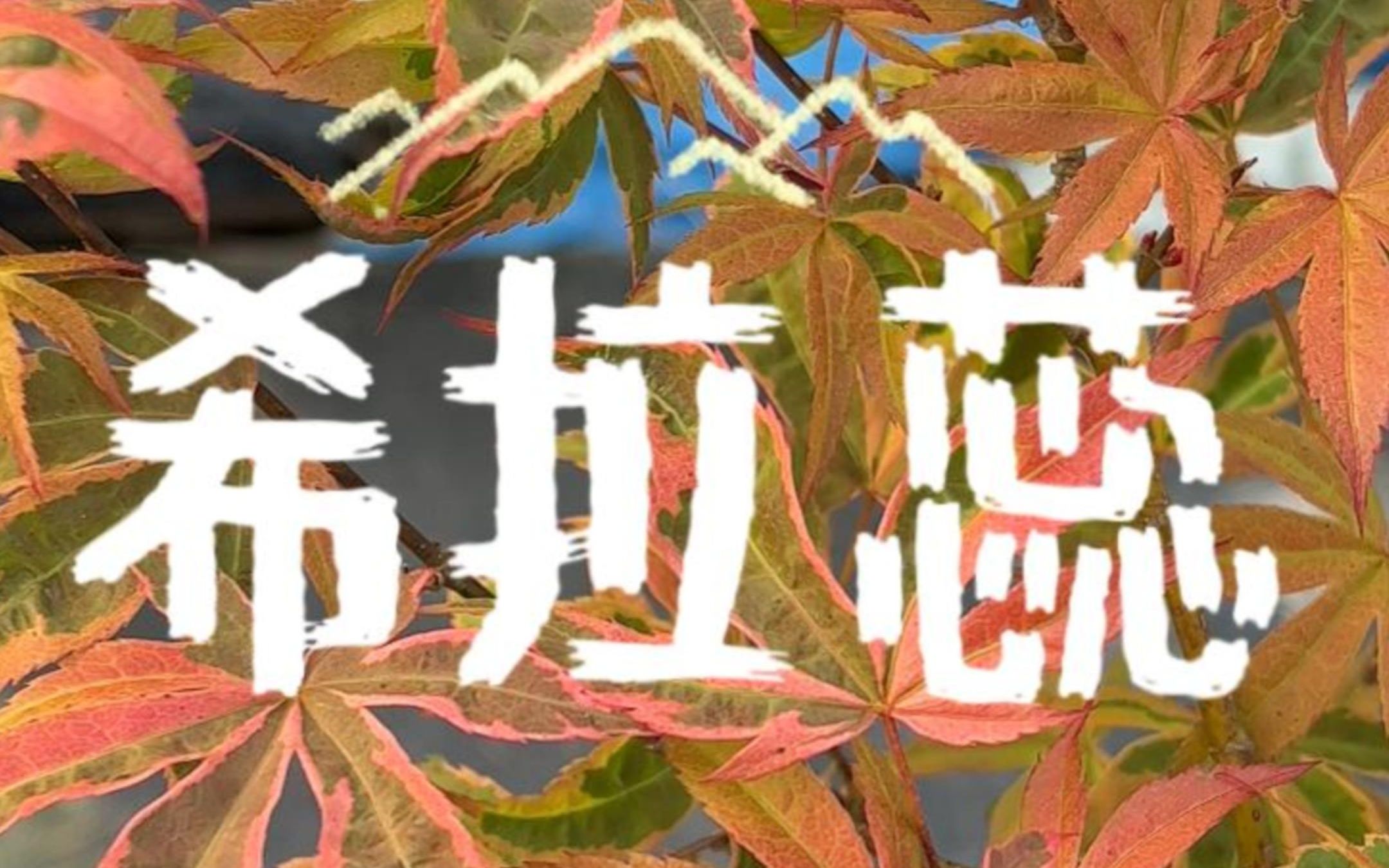 【盛之轩实拍】希拉蕊