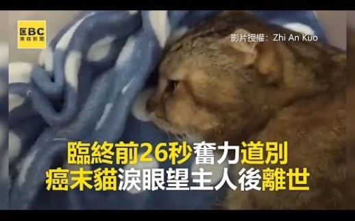 临终前26秒奋力道别，癌症末期猫泪眼望主人后离世(T_T)_哔哩哔哩_ 