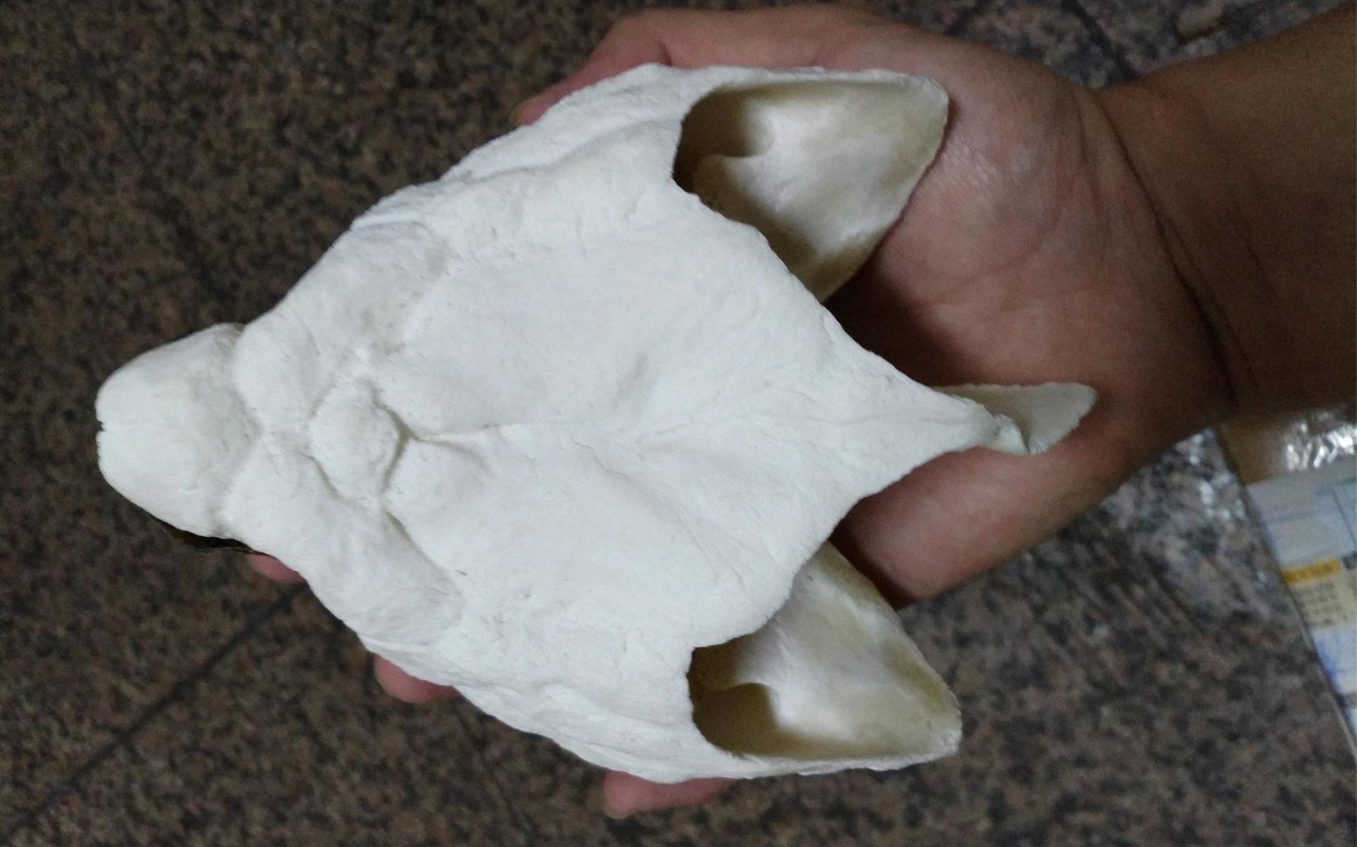 大鳄头骨和虎纹麝香龟的zz开箱