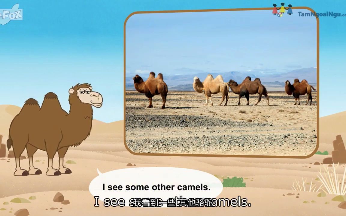 认识动物:骆驼 Meet the Animals Camel哔哩哔哩bilibili