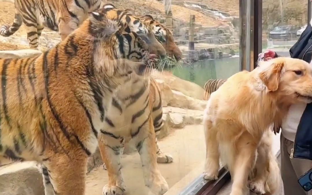 当金毛遇上大老虎 老虎不发威 你以为是东北金渐层呢