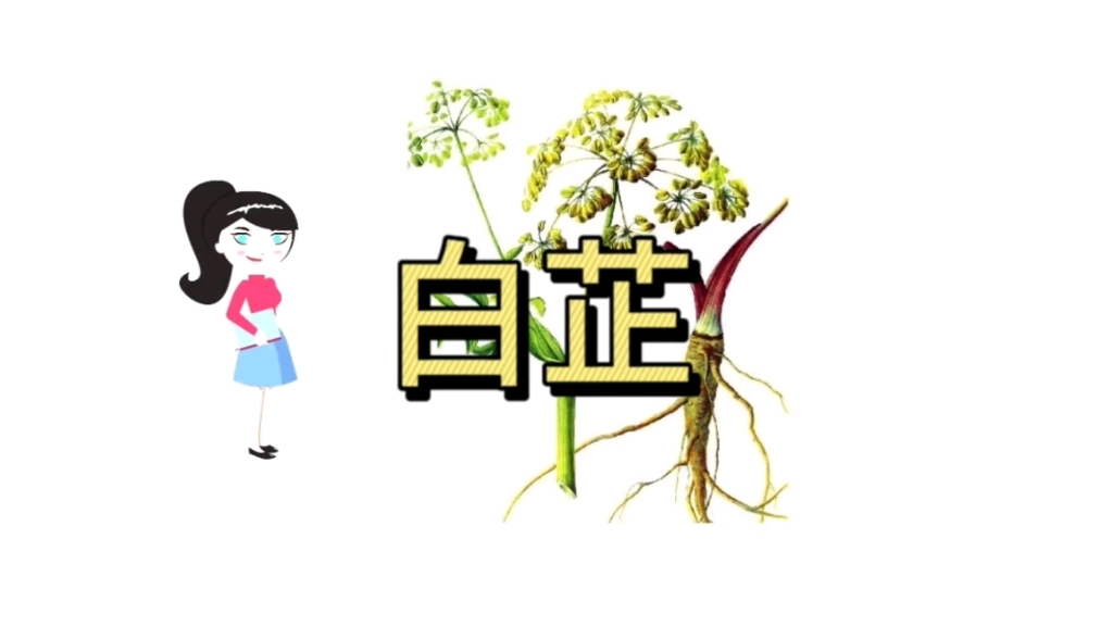 白芷的功效与作用哔哩哔哩bilibili