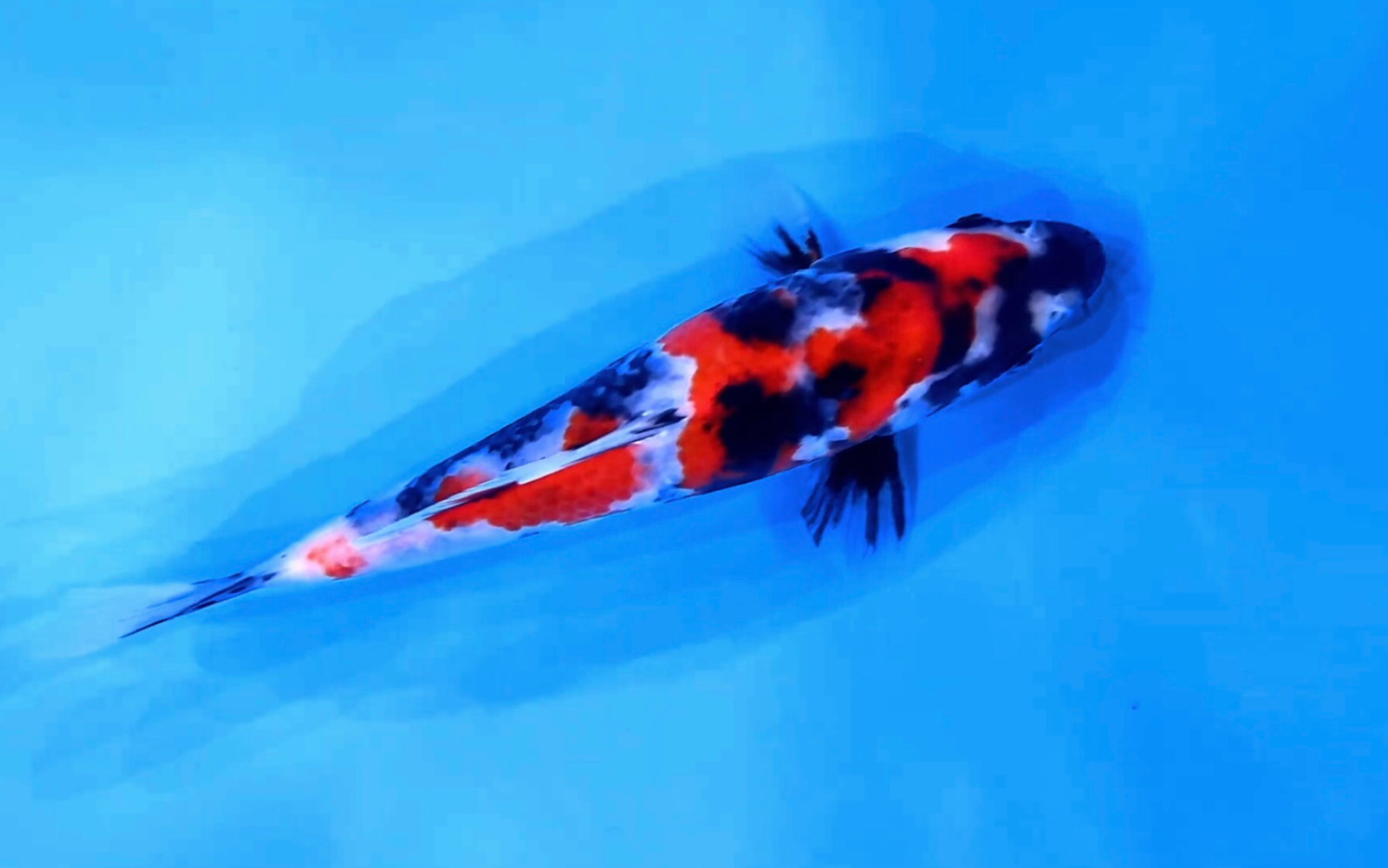 大日昭和三色锦鲤,蒙娜丽莎当岁观赏鱼.