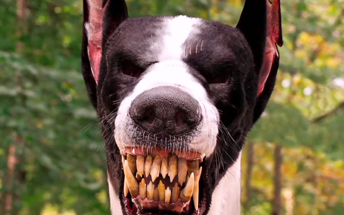 地狱恶犬来人间寻找主人听到主人喜欢小狗后瞬间变脸