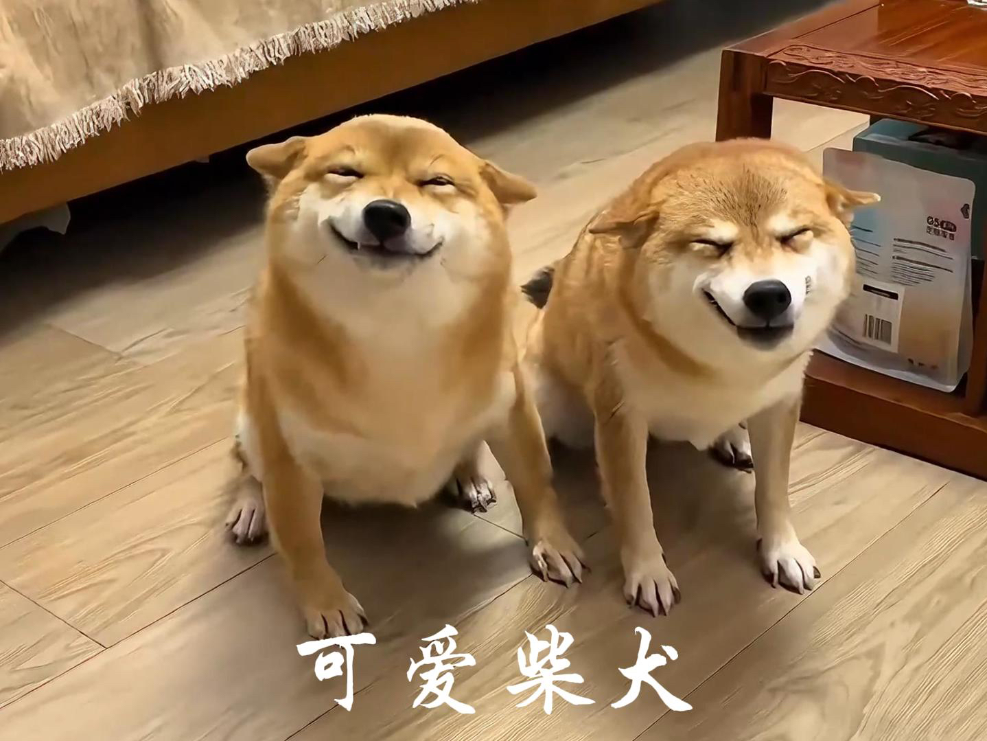 胖柴犬表情包图片