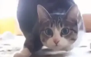 年最搞笑的猫咪秒钟短视频集锦【年度盘点】