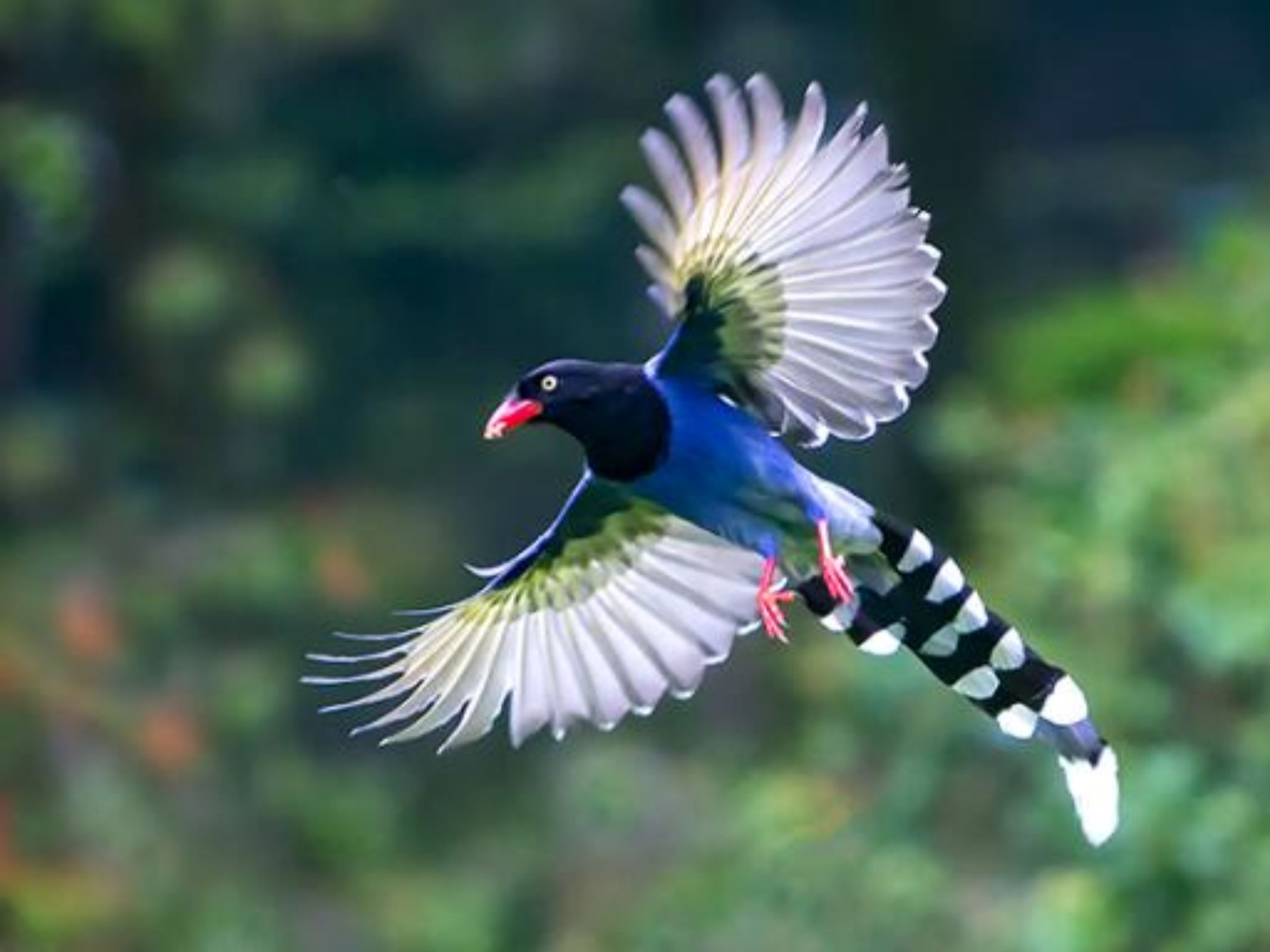 【台湾省特有鸟类混剪】绚丽多彩宝岛之鸟