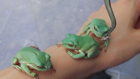 姥爷树蛙脱皮 哔哩哔哩 つロ干杯 Bilibili