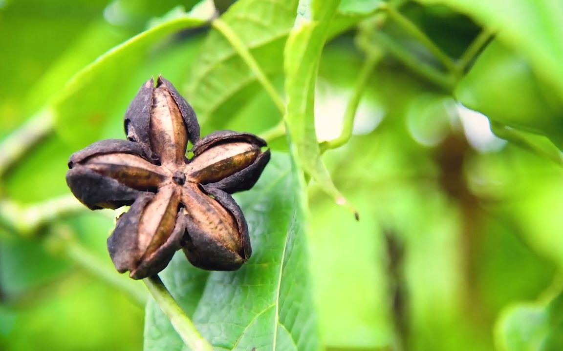 美藤果的一生|现代农业种植和收获压榨印加果油哔哩哔哩bilibili