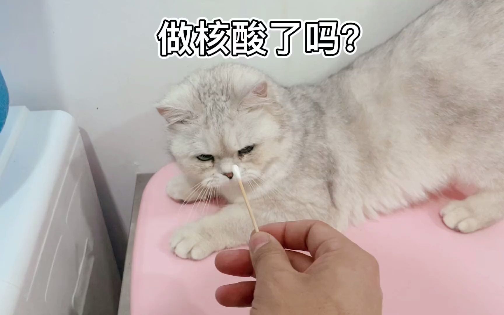 [图]小猫咪的隔离生活真是多姿多彩！猫：还有需要拆的地方吗？